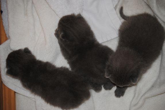 Kitten nach 2 Wochen